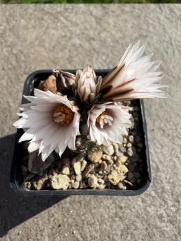 Preview: Turbinicarpus ysabelae